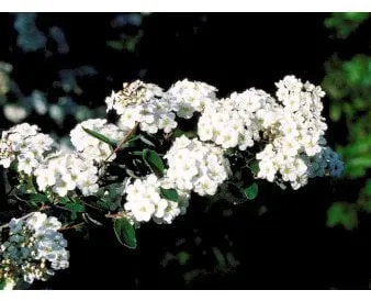 Bruidsbloem